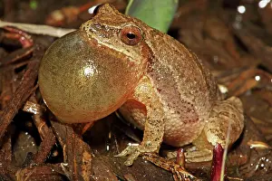 Attract: Spring Peeper - Male calling to attract female