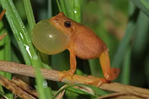 Rituals: Spring Peeper male calling to attract female