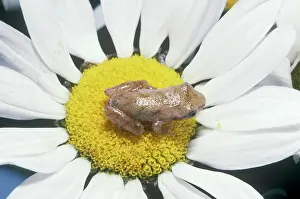 Leucanthemum: Spring Peeper on Oxeye Daisy