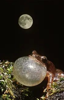 Pseudacris: Spring Peeper (Pseudacris crucifer)