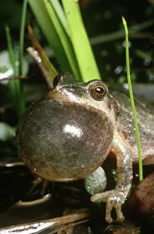 Ribbit: Spring Peeper (Pseudacris crucifer)