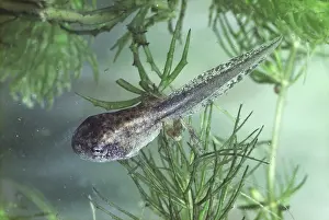 Pseudacris: Spring Peeper tadpole (Pseudacris crucifer)