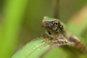 Crucifer: The call of Spring Peepers