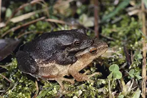 1984: Spring Peepers Mating