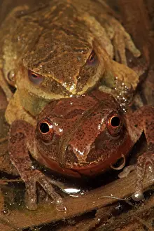Pseudacris: Spring Peepers - Pair in amplexus