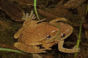 Pseudacris: Spring Peepers - Pair in amplexus