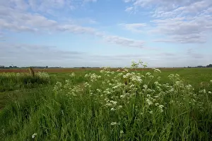 Bogland: Spring in polder Arkemheen, The Netherlands, Gelderland