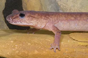Troglobitic: Spring Salamander