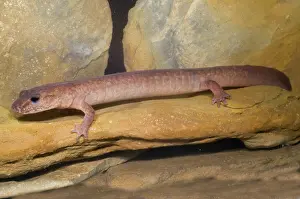 Troglobitic: Spring Salamander