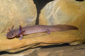 Troglobitic: Spring Salamander