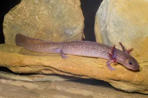 Troglobitic: Spring Salamander