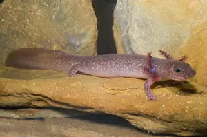 Troglobitic: Spring Salamander