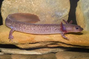 Troglobitic: Spring Salamander
