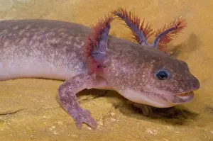 Troglobitic: Spring Salamander