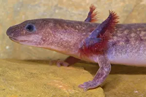 Troglobitic: Spring Salamander