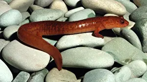 Plethodont: Spring Salamander