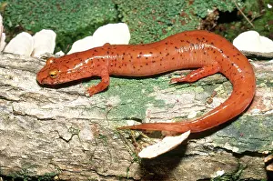 Secretions: Spring Salamander
