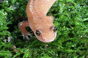 Herps: Spring Salamander