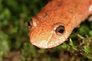 Herps: Spring Salamander