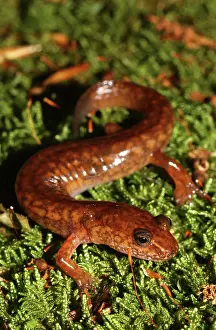 Gyrinophilus: Spring Salamander
