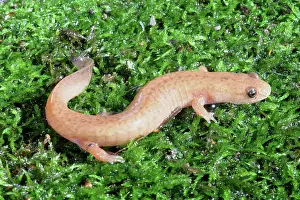 Herps: Spring Salamander