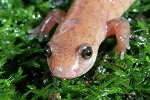 Herps: Spring Salamander