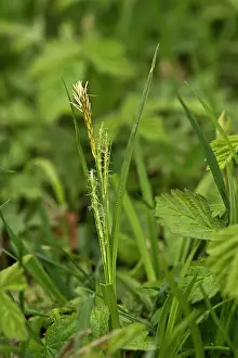 Sedge: Spring Sedge (Carex caryophyllea). Allindelille