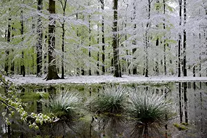Silvatica: Spring Snow, Beech forest in a late snow, Wintersberg