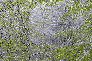 Fagaceae: Spring snow, new beech leaves in a late snow, Northern