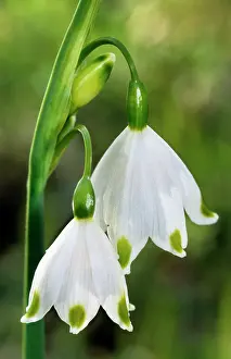 Snowflakes: Spring Snowflake