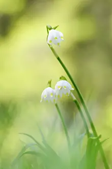 Biot: Spring Snowflake