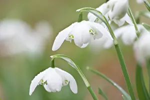 Amaryllidaceae: Spring Snowflake