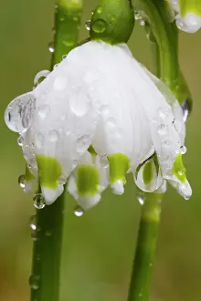 Snowflakes: Spring Snowflake, close up detail of flower covered