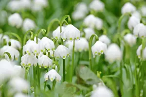 Snowflakes: Spring Snowflake - dense population in forest