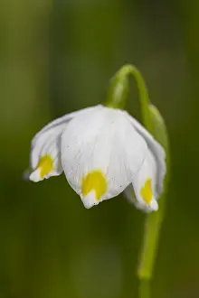 100119: Spring Snowflake - flowering plant - Germany