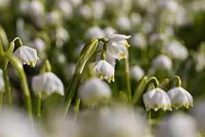 100119: Spring Snowflake - flowering plant - Germany