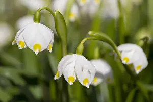 100119: Spring Snowflake - flowering plant - Germany