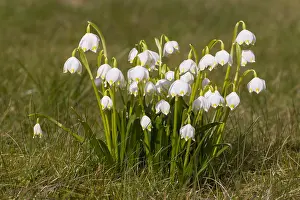 100119: Spring Snowflake - flowering plant - Germany