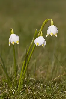 100119: Spring Snowflake - flowering plant - Germany