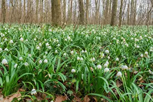 Amaryllidaceae: Spring snowflake (Leucojum vernum), NSG Schweineberg
