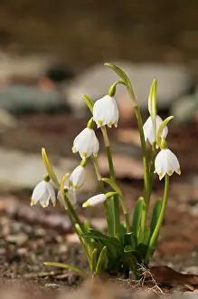 Amaryllidaceae: Spring Snowflake (Leucojum vernum) on the sandy ground, Liguria, Italy