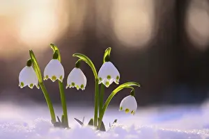 Snowflakes: Spring Snowflakes (Leucojum vernum) growing through