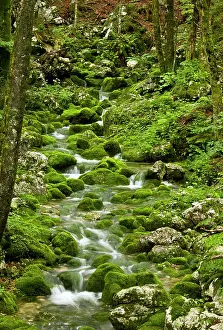 Limestones: Spring - and source of stream with mossy boulders