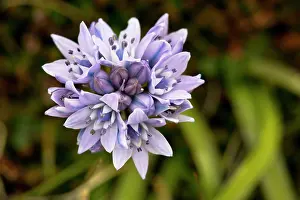 Scilla: Spring Squill