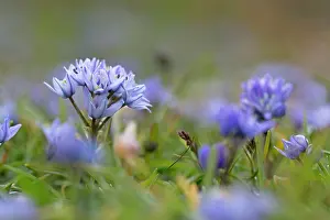 Scilla: Spring Squill
