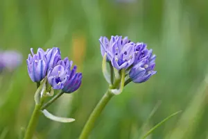 Scilla: Spring Squill - growing in coastal grassland