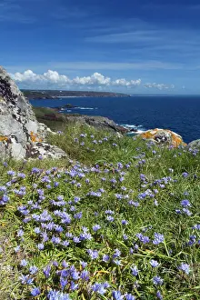 Scilla: Spring Squill - Prussia Cove