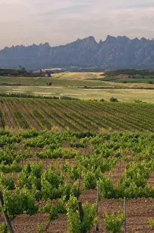 Montserrat: Spring time vineyards with Montserrat mountain