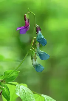 Vernus: Spring Vetchling