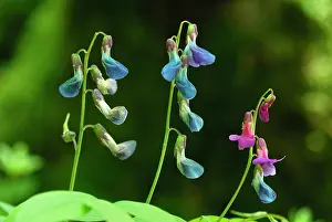 Vernus: Spring Vetchling